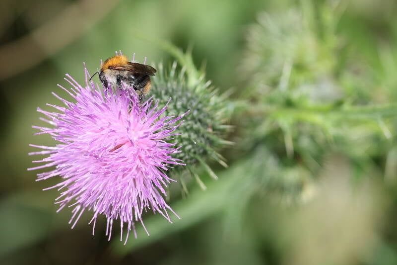 Ackerhummel (Bombus pascuorum) auf Distel (Silybum)