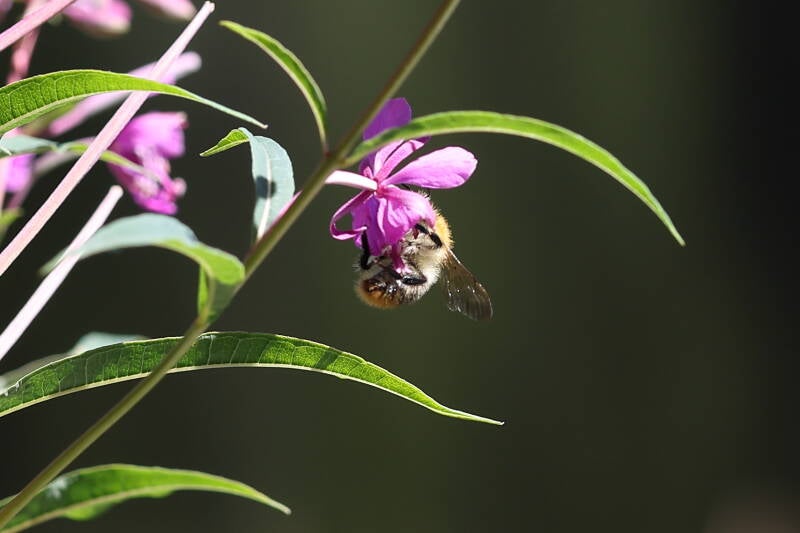 Ackerhummel