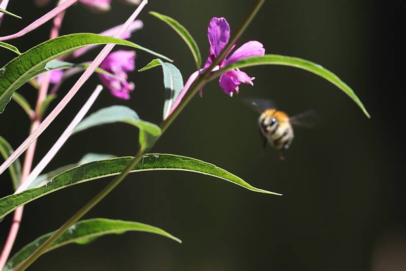 Ackerhummel