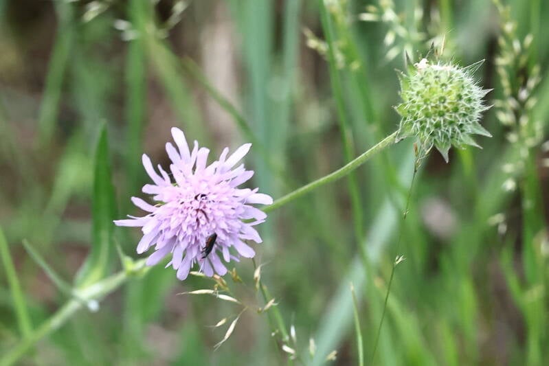 Ackerwitwenblume