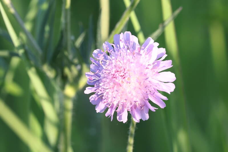 Ackerwitwenblume