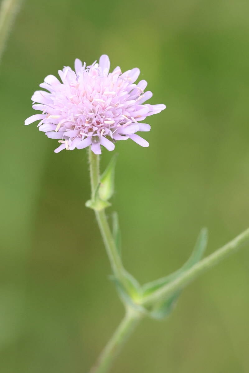 Ackerwitwenblume