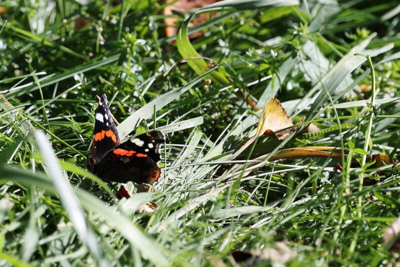 Admiral Schmetterling