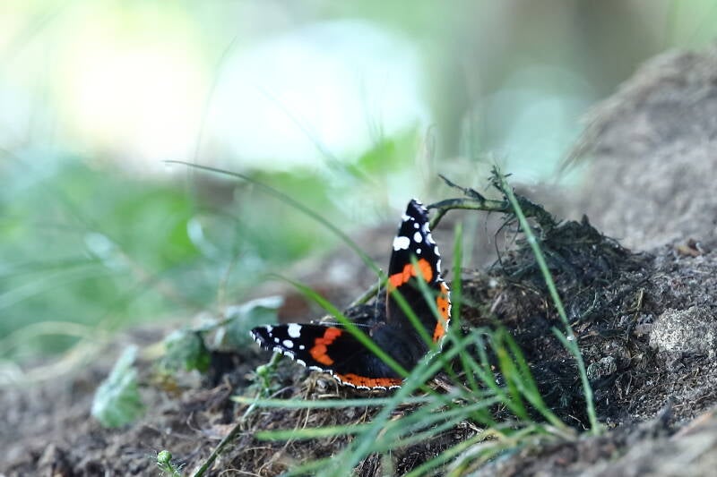 Admiral Schmetterling