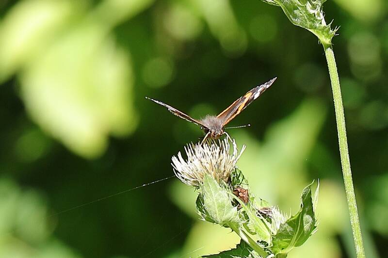 Admiral (Edelfalter)