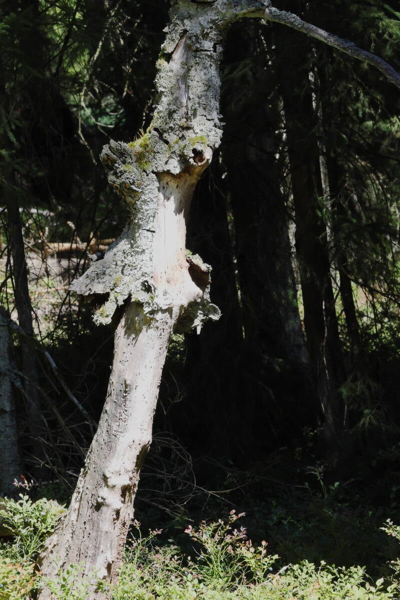 alter Baum