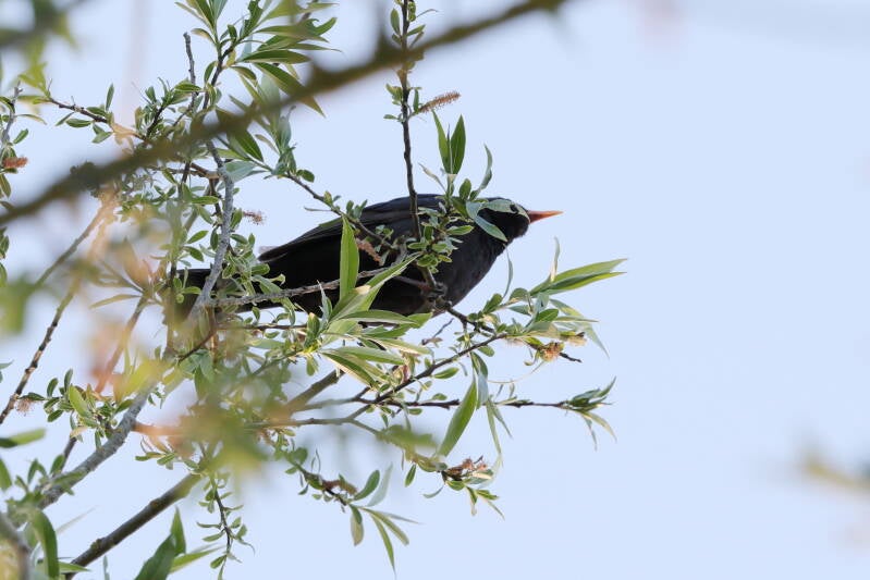 Amsel