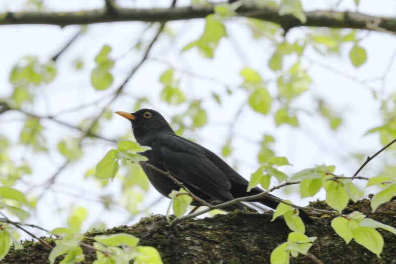 Amsel