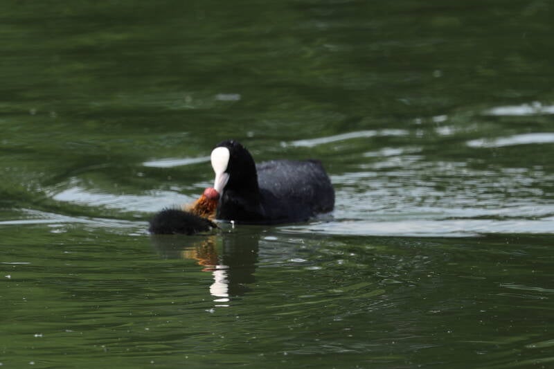 Blässhuhn mit Küken