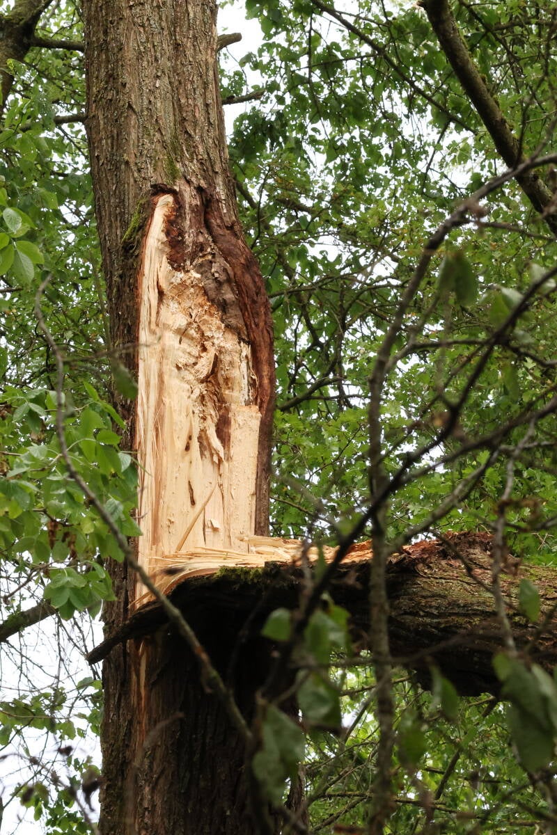 baum-astspaltung_045a3232-standard.jpg