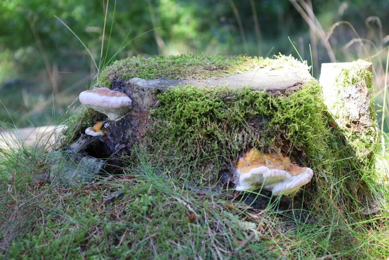 Baumstumpf mit Baumpilzen