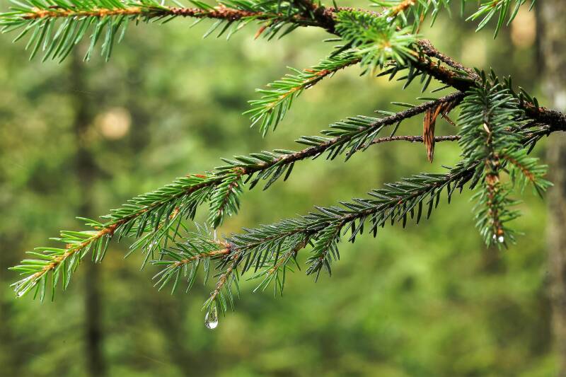 Fichte mit Wassertropfen