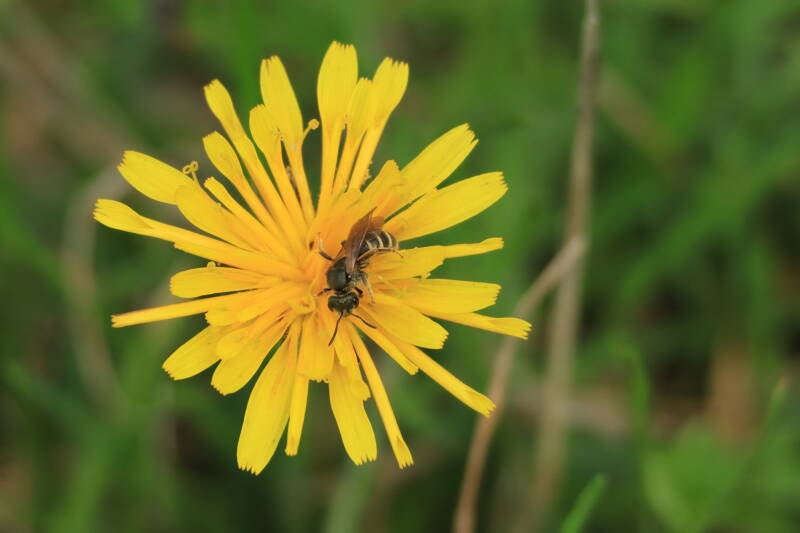 Löwenzahn mit Furchenbiene