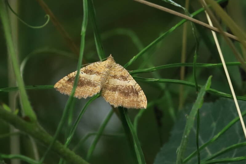 ockergelber Blattspanner
