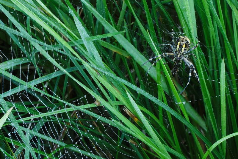 Wespenspinne