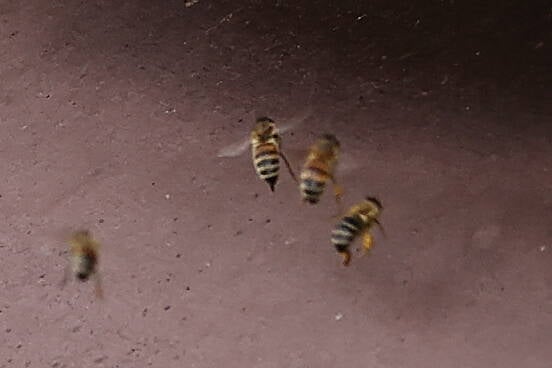 Bienen im Anflug zum Bienenstock
