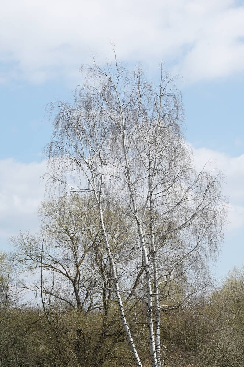 Birken Anfang April