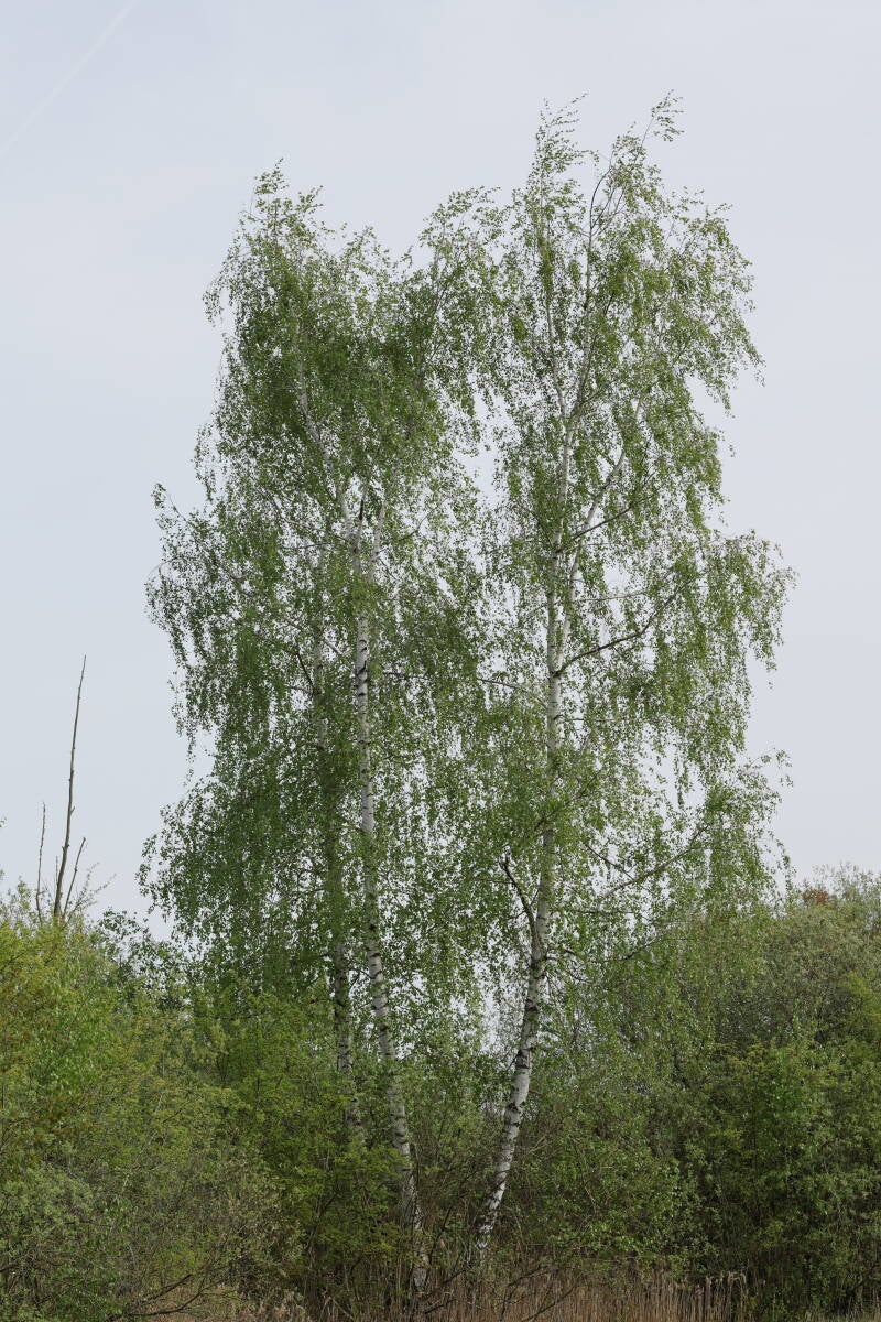 Birken - Ende April