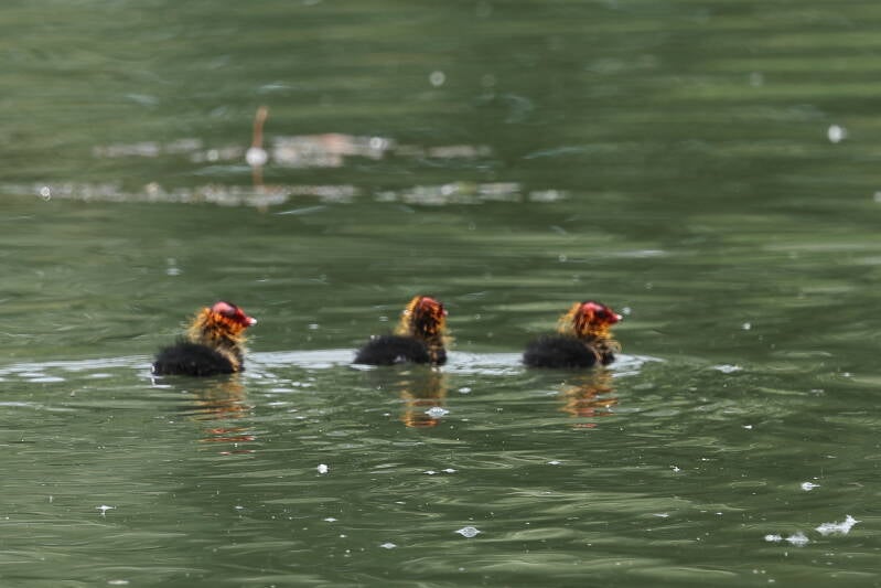 Blässhuhn mit Küken