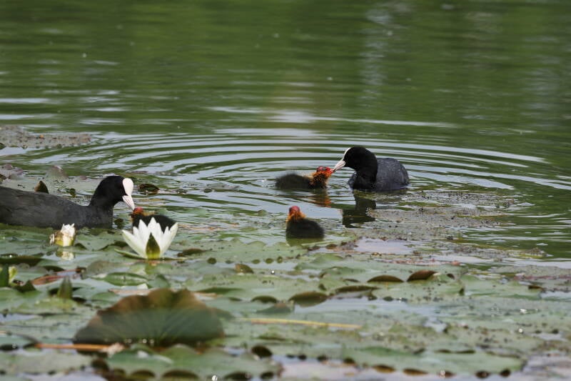 Blässhühner mit Küken fütternd