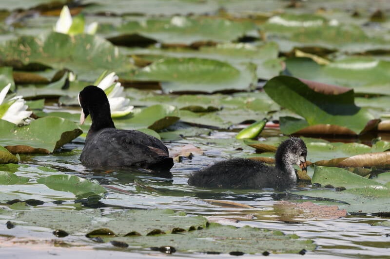 Blässhuhn mit Jungtier