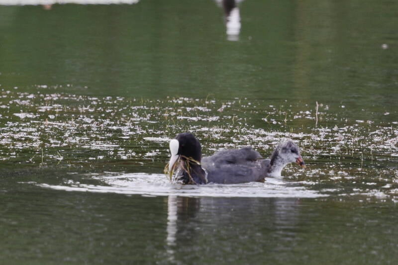 Blässhuhn mit Jungtier