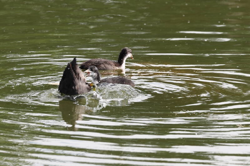 Blässhuhn mit- Jungtieren