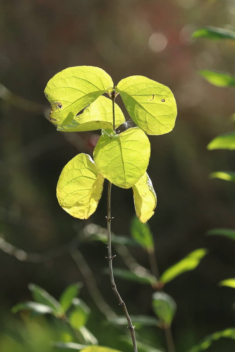 Blätter einer Heckenkirsche