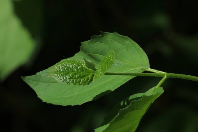 Blatt vom falschen Jasmin