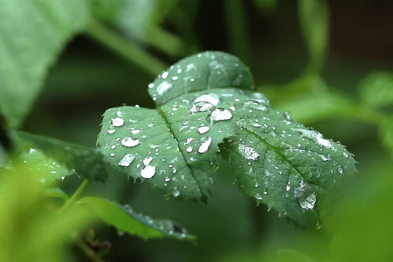 Blatt mit Wassertropfen_