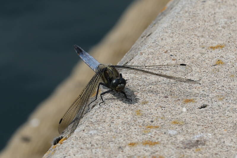 Blaupfeil Libelle (Orthetrum brunneum)
