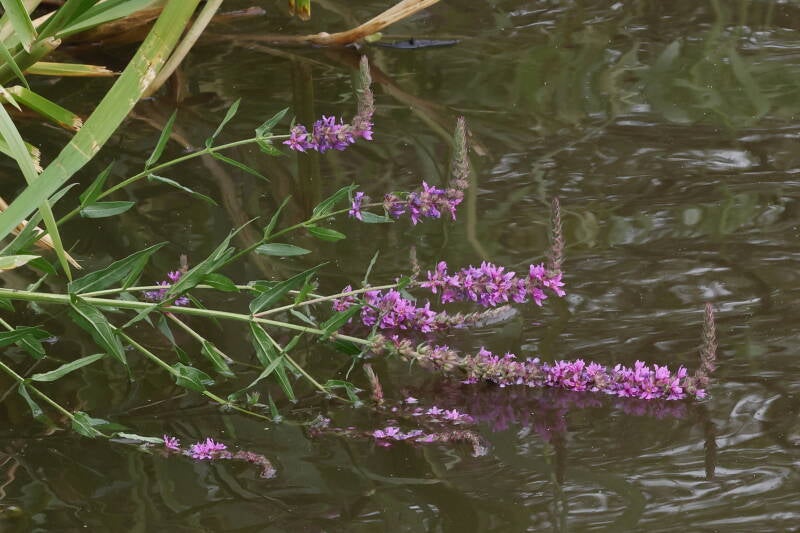 Blutweiderich_
