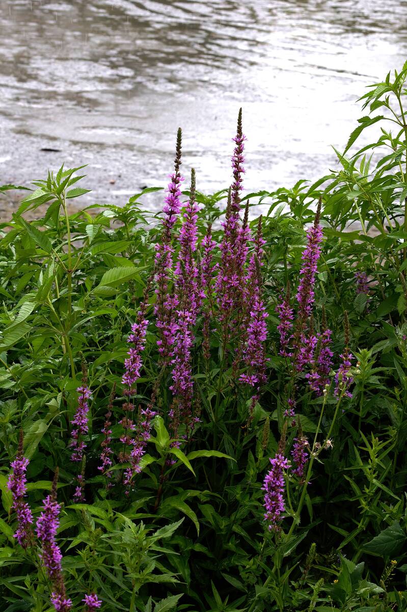 Blutweiderich_