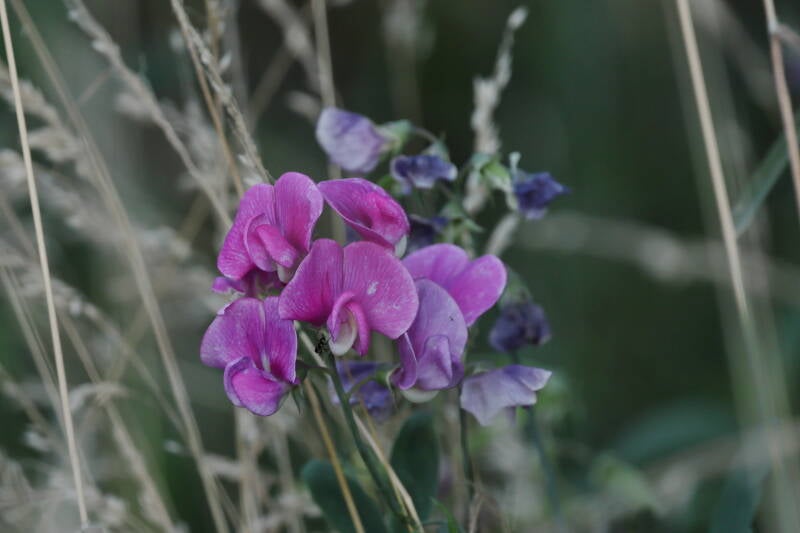breitblättrige Platterbse