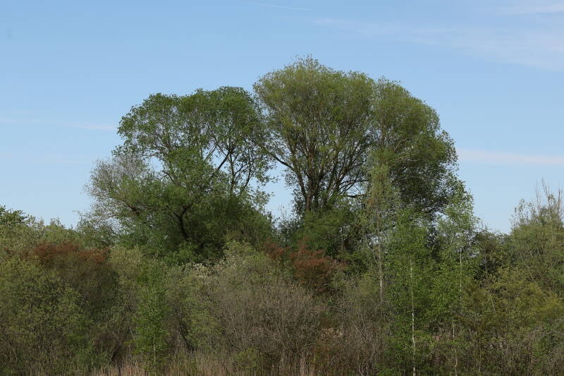 Bruchweide - ende April