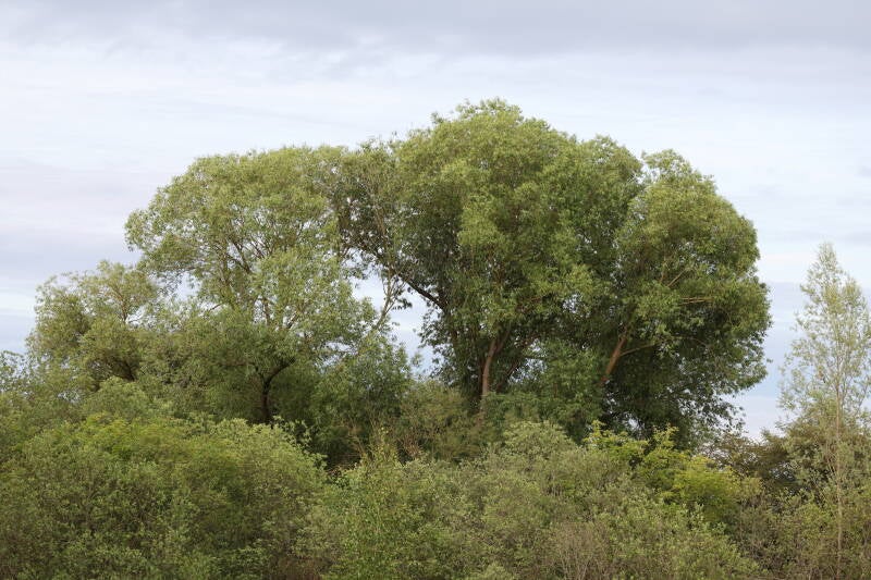 bruchweide_045a2901-standard.jpg
