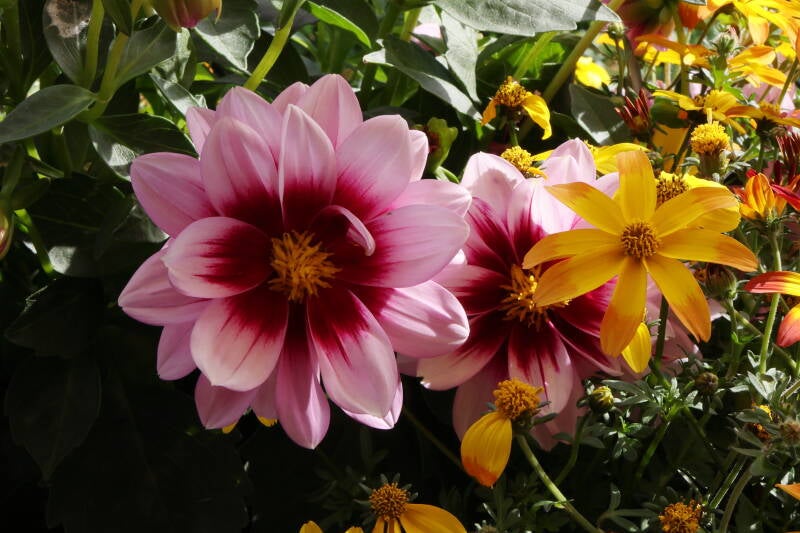 Dahlie und Zweizahn