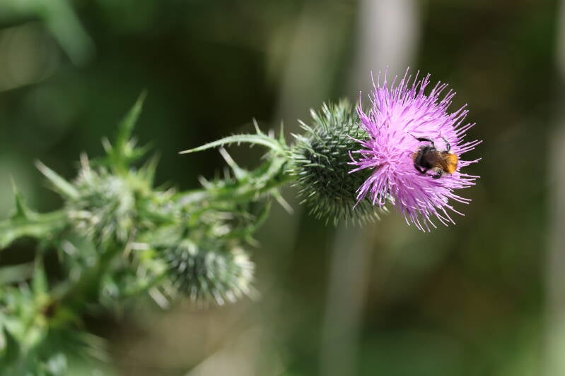 Distel mit Ackerhummel