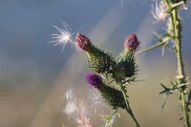 Distel