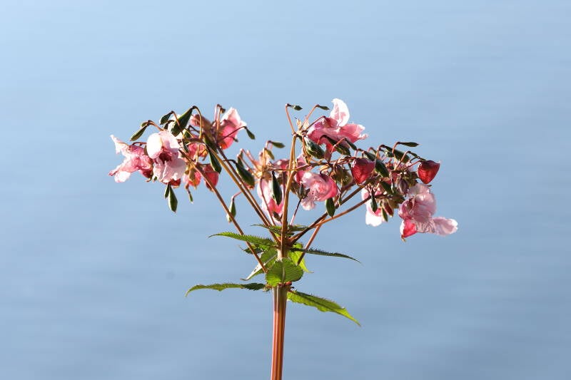 drüsiges Springkraut