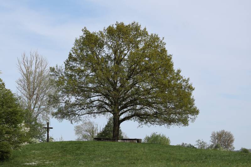 Eiche - Ende April