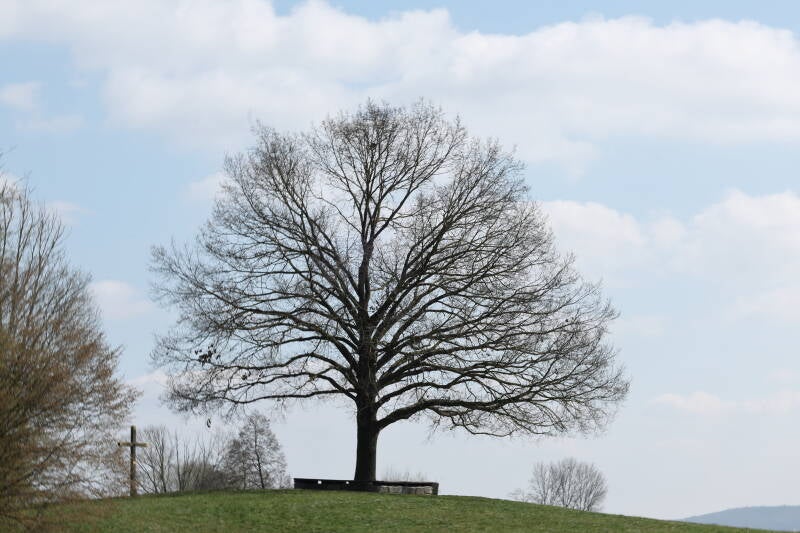 Eiche - Anfang April