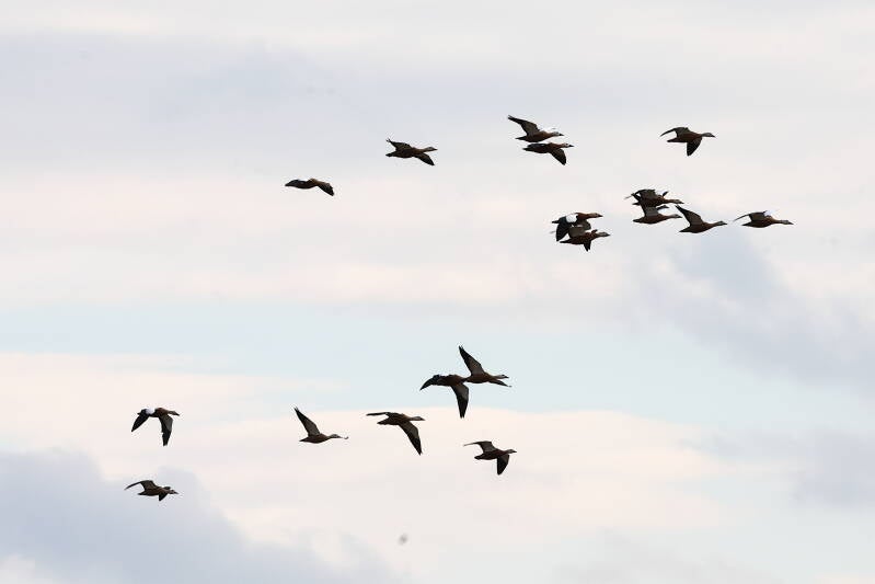 Enten-