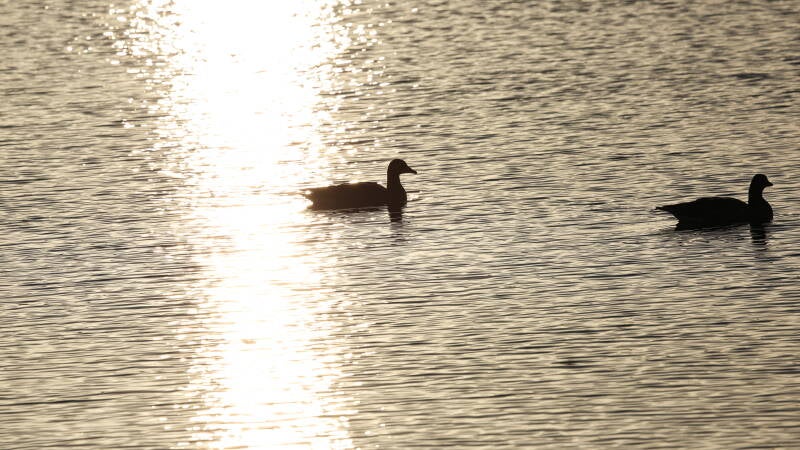 Ente im-Abendlicht