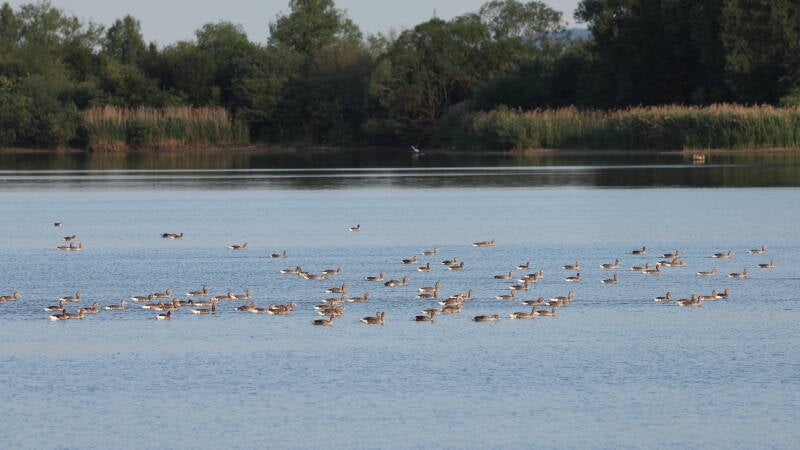 enten-landschaft-vi_045a2716-standard.jpg