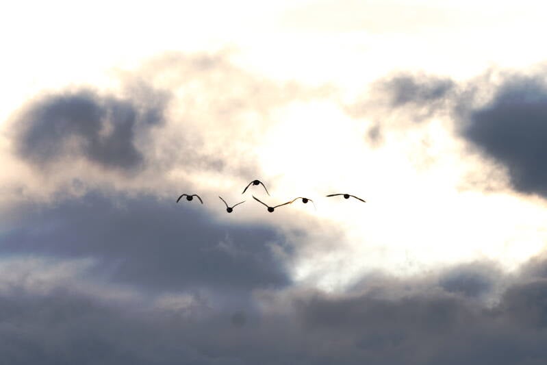 enteng-nse-flug-abendlicht_045a2912-standard.jpg