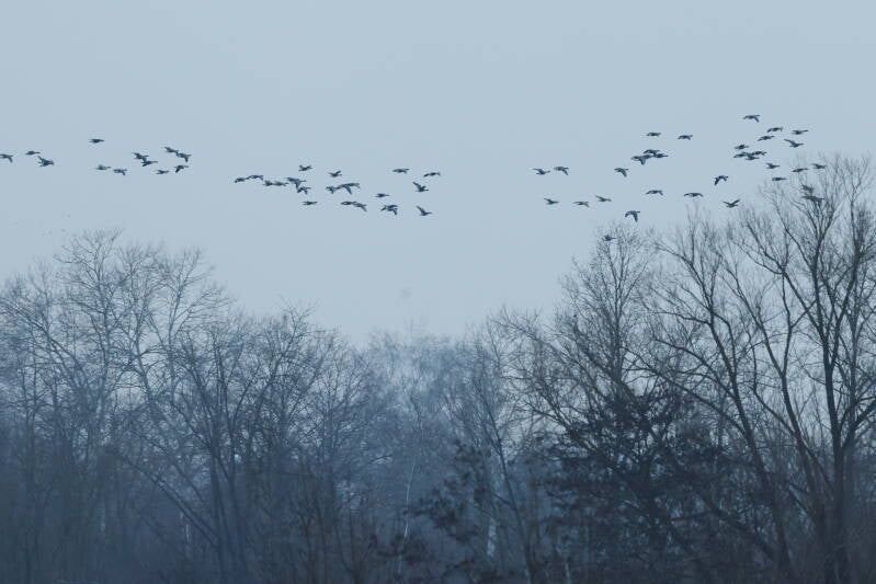 entenschwarm-b-ume_045a1183-standard.jpg