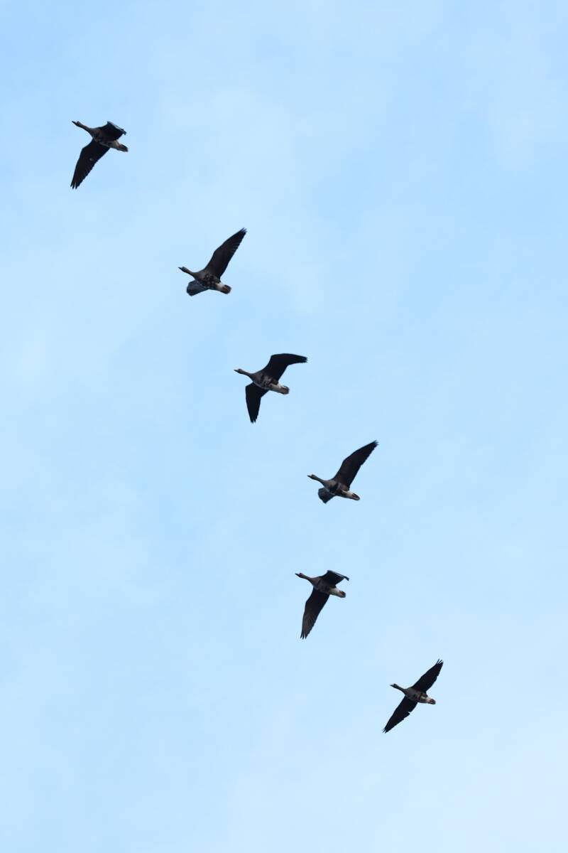 Entenschwarm- im Flug