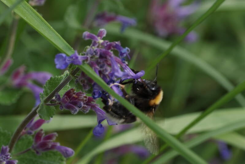Erdhummel-