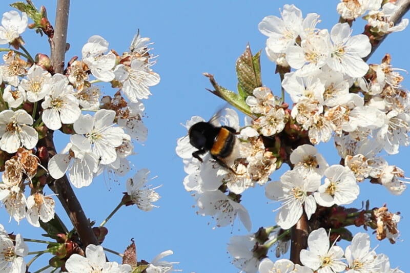 Große Erdhummel (Bombus magnus)